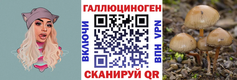 купить   Миллерово  Псилоцибиновые грибы Psilocybine cubensis 